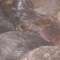 خروس نیمچه سیاه