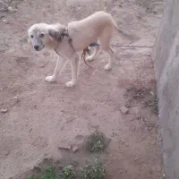 واگذاری سگ پا کوتاه