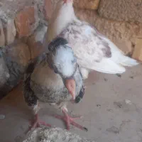 فروش یه جفت جوجه کبوتر