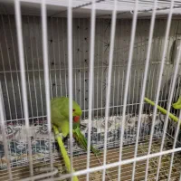 طوطی ملنگو ماده جوان