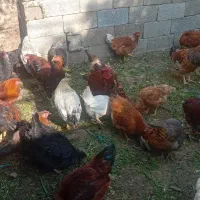 بوقلمون خروس مرغ تخم گزار مناسب شب چله|حیوانات مزرعه|چهارباغ, |دیوار