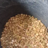 کشمش سبز مخصوص آجیل و خوراکی|خوردنی و آشامیدنی|تهران, مینای شمالی (مخبر)|دیوار