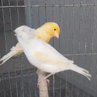 قناری جوان وکار داده
