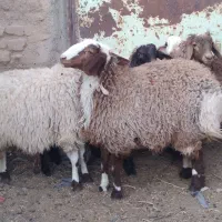 بره نر وماده|حیوانات مزرعه|قائن, |دیوار