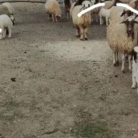 گوسفند، میش و بره، قوچ