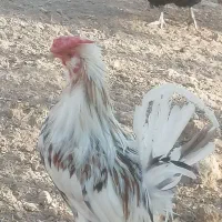 خروس جوان|حیوانات مزرعه|خمینی‌شهر, |دیوار