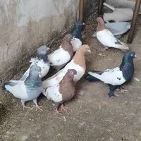 کفتر سینه ای خوب  ابی