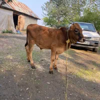 ورزاکوله چالوسی