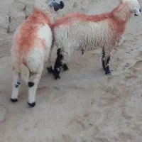 جفت بره نر|حیوانات مزرعه|زهک, |دیوار