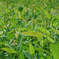 فروش نهال اکالیپتوس|خدمات باغبانی و درختکاری|داراب, |دیوار