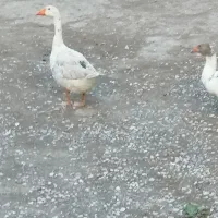 فروش یک جفت غاز ببا جوجه