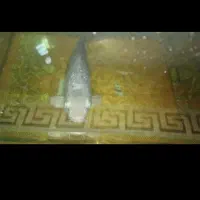 ماهی کوی پلاتنیوم 30 سانت