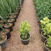 فروش عمده گل گیاه