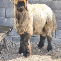 بره قوچ همه چی تموم نازدار ب شرط|حیوانات مزرعه|ارسنجان, |دیوار