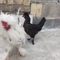 مرغ و خروس سلطان و سبرایت|حیوانات مزرعه|شیراز, دودمان|دیوار