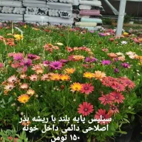 کلیه گل ها به قیمت عمده  به صورت تکی به فروش میرسد|گل و گیاه طبیعی|ماهدشت, |دیوار