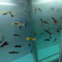 گوپی رد و بلو|ماهی|تربتحیدریه, منصوریه|دیوار