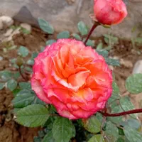 باغبانی و سمپاشی|خدمات باغبانی و درختکاری|فردیس, فردیس|دیوار