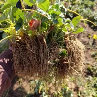 توت فرنگی|خدمات باغبانی و درختکاری|بهبهان, |دیوار