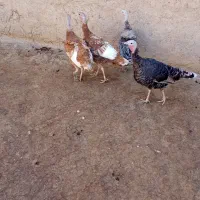 سلام چهار عدد بوقلمون محلی دارم چهار عدد شش ملیون