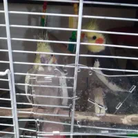 عروس هلندی جفت نر سخنگو|پرنده|پلدختر, |دیوار