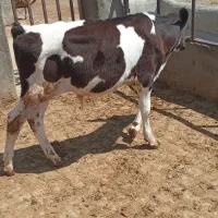 ۲ راس  گوساله نرشیر گرفته