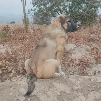 طلا|حیوانات|ملکان, |دیوار