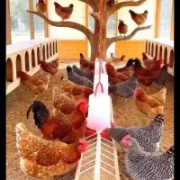 تخم نطفه دار