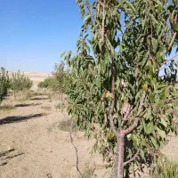 فروش باغ به متراژ ۲۰۰۰متر فنس کشی با آب کافی|فروش زمین و ملک کلنگی|دهگلان, |دیوار