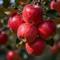 انواع سیب پایه رویشی با گواهی جهاد کشاورزی