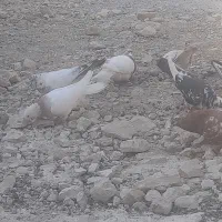 کبوتر خوب