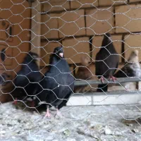 کبوتر|پرنده|اصفهان, بهارستان (مخابرات)|دیوار