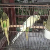 ۵ تا مرغ عشق