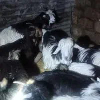 بز گون کرده و۱۳ تیشتر معاوضه با بره ومیش|حیوانات مزرعه|اندیکا, |دیوار