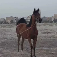 کره مادیان عرب مصری