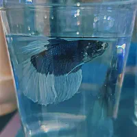 فایتر هافمون مولد|ماهی|شهریار, شهرک وائین|دیوار