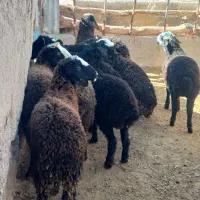 ۹راس بره نر اصل شال دشتی