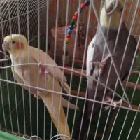 یک جفت طوطی عروس بالغ|پرنده|محمدیه-قزوین, |دیوار