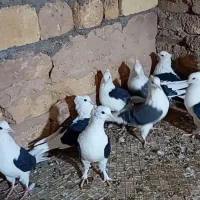 مشکی وسبزتسمه ای