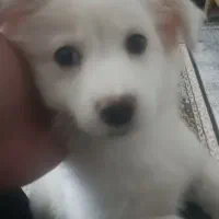 توله سگ پامر روباهی و اشپیتز ۳ماه نر|سگ|رشت, شهریاران|دیوار