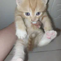 گربه نژاده چین چیلا|گربه|پرند, فاز ۶|دیوار