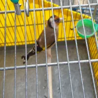 سره نر جوجه سال|پرنده|ری, ظهیرآباد|دیوار