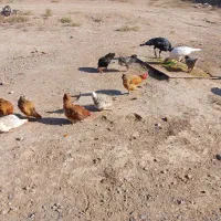 مرغ خانگی اعلا|حیوانات مزرعه|کاشمر, |دیوار