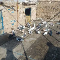 کبوتر|پرنده|تهران, حسن‌آباد|دیوار