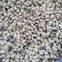 نخود لوبیاچیتی عدس