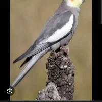 عروس هلندی نر اهلی