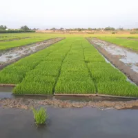 بذر طارم هاشمی