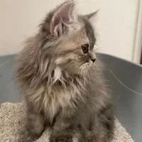 بچه گربه