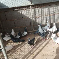 17تا کفتر رنگی و زاجر