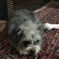 سگ گمشده